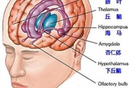 探秘动命：解读生活中“动命”的深层意义与对我们的影响