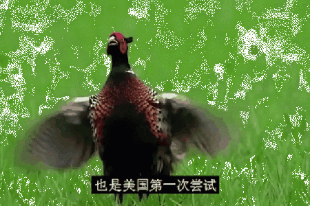 揭秘养命之源：你不知道的珍贵动物资源
