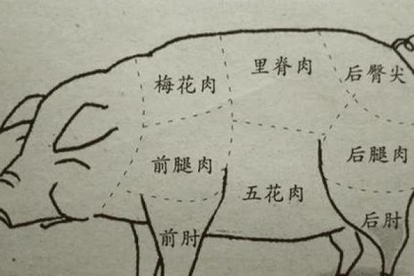探秘：为什么猪的命比我们想象中短暂？