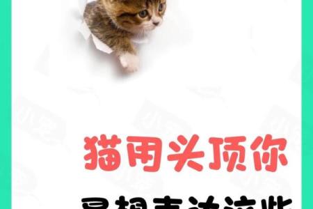 根据命理特点，快来看看适合养猫的人！