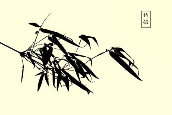 竹韵人生：喜欢竹子的人是什么命？