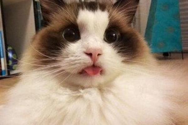 探秘猫猫二命的效果：为爱猫带来的福祉与新体验