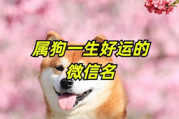 1958年属狗的人命运解析：智慧与坚韧的象征