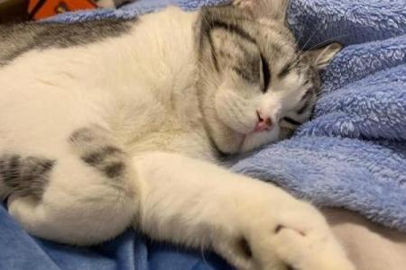 探秘猫猫二命的效果：为爱猫带来的福祉与新体验