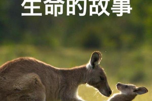 探索未知的奇妙旅程：从平凡到非凡的冒险故事