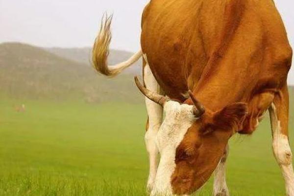 61岁属牛的命运解析:把握生命的牛年财富与健康之道 61岁属牛的命运解析:把握生命的牛年财富与健康之道