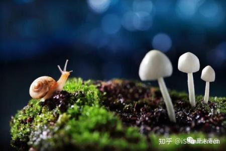 揭秘自己的命运：如何通过五行计算了解生命之路