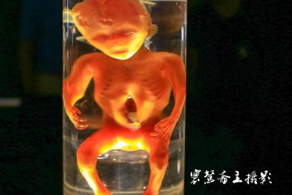 1986年正月十四的命运之谜：探寻生命的奥秘与启示