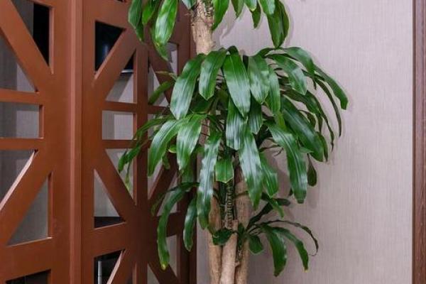 火命之人招财秘诀：养什么植物才能旺财旺运？