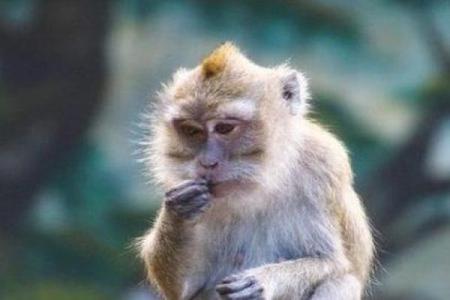 解读1955年出生的猴子命运：智慧与魅力的交织