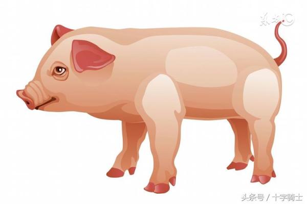 1995乙亥年命理解析：如何揭示属猪人的性格与命运