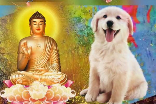 70年狗是什么命?如何能够弥补缺失? 70年狗是什么命?如何能够弥补缺失?