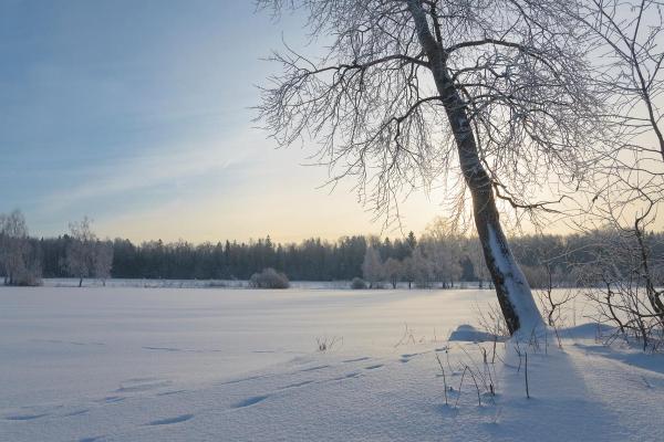 腊月雪霁，冬日阳光洒满大地，一场关于生命和重生的故事