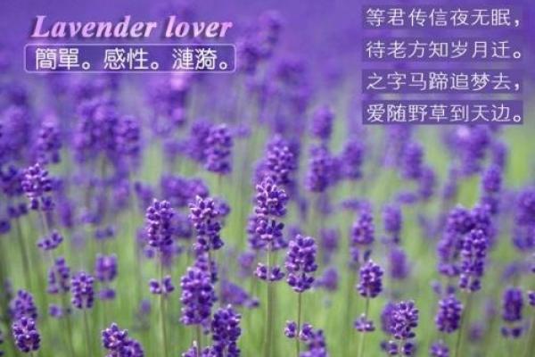 花语中的一命抵一命：生命与爱的无尽循环