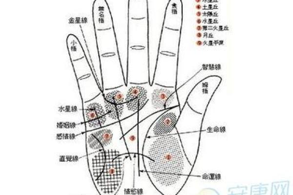 掌握命理：从左手掌看你的属相命运