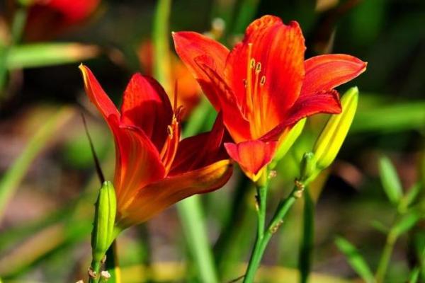 41属鸡的人命运解析:优雅与挑战的交织之旅 41属鸡的人命运解析:优雅与挑战的交织之旅