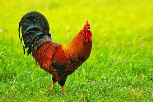 41属鸡的人命运解析:优雅与挑战的交织之旅 41属鸡的人命运解析:优雅与挑战的交织之旅