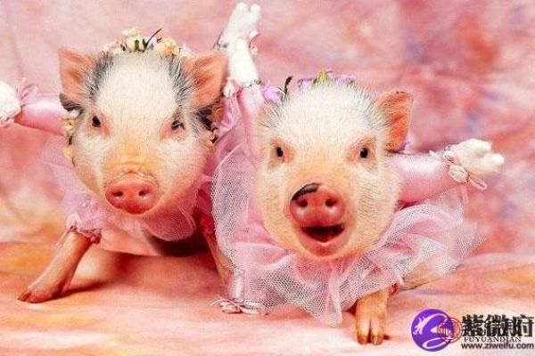 07属猪的命运解析:财富、健康与幸福的三重奏 07属猪的命运解析:财富、健康与幸福的三重奏