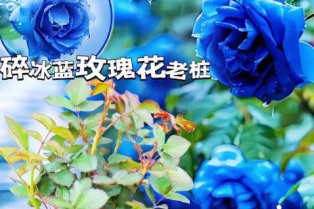花语中的一命抵一命：生命与爱的无尽循环