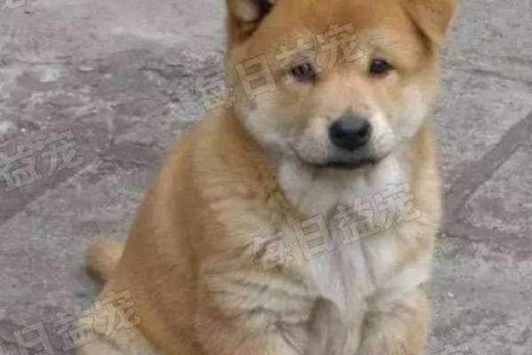 70年是什么狗,这个命你知道吗?一探究竟! 70年是什么狗,这个命你知道吗?一探究竟!