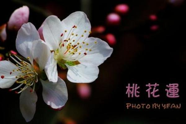 男桃花命的生肖解析与魅力所在