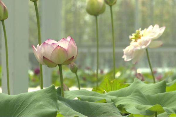 为什么花花有各种命：探索花卉背后的生态智慧与文化寓意