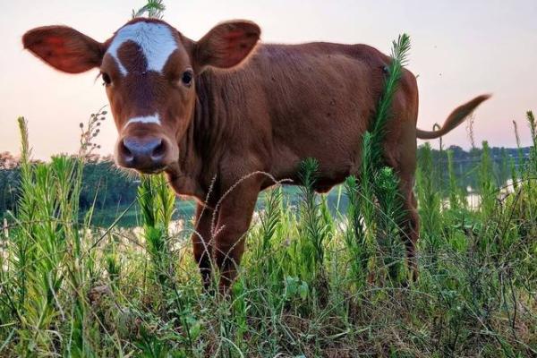 六一年出生的牛：性格特征与命运解读