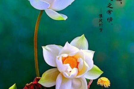 水命人士与菩提：寻找属于你的灵性之旅