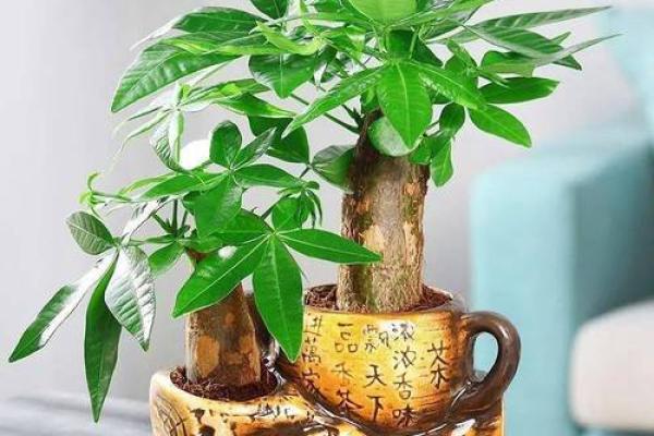 揭秘克金命的摆件：如何选择合适的风水物品增旺运势
