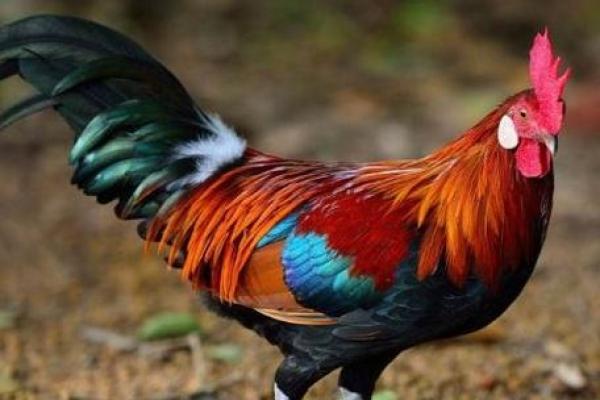 探寻1981年属鸡的人的命运与性格特征 探寻1981年属鸡的人的命运与性格特征