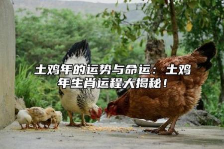 揭秘30岁属鸡人的命运与人生转折