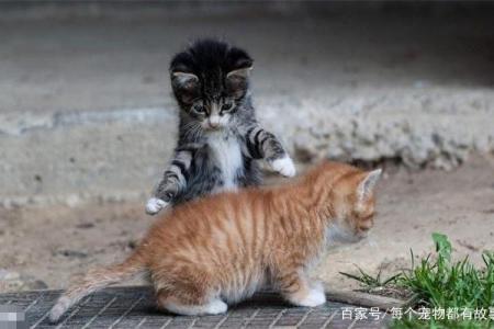 探秘九条命之谜：揭开猫咪神秘的面纱