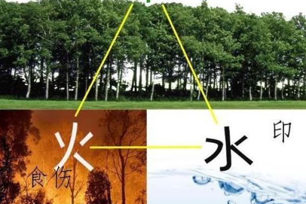 探寻桑柘木命:命理与生活的深刻联系 探寻桑柘木命:命理与生活的深刻联系