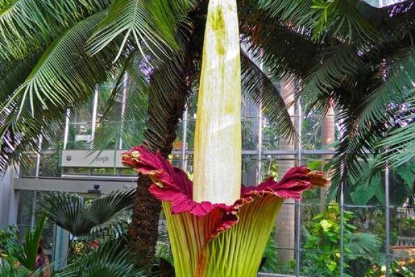 探索木命人的花卉选择：这些花让你如沐春风，心灵相通！