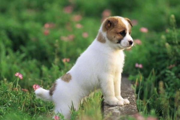 探秘82属狗女的命运:如何把握人生转折,成就自我传奇! 探秘82属狗女的命运:如何把握人生转折,成就自我传奇!