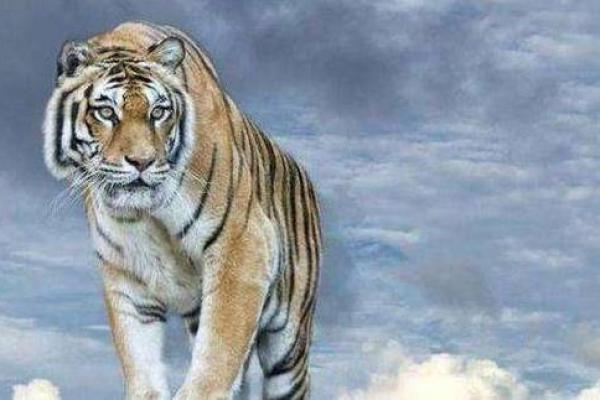 55属虎之命,解析其性格与发展运势的奥秘 55属虎之命,解析其性格与发展运势的奥秘