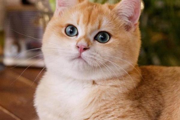 探秘猫咪的九条命：灵动与神秘的代表