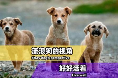 漂泊之命：在流浪与归属间寻找生命的意义