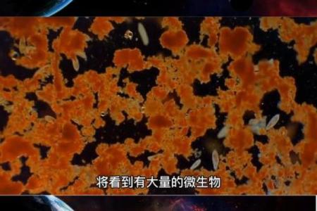 探寻生命的奇迹：从微观到宏观的自然之美