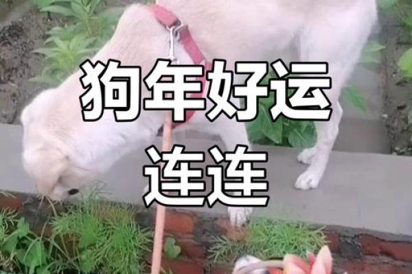 33岁属狗最旺命的职业与运势探讨