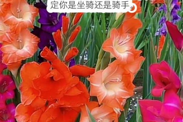 47岁女性的星座运势与人生智慧：如何掌控命运的每一步