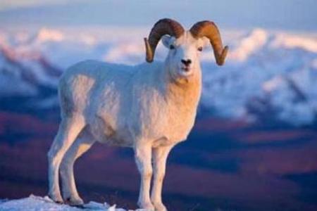 30岁属羊的命运解析：开启人生新篇章的智慧与机遇