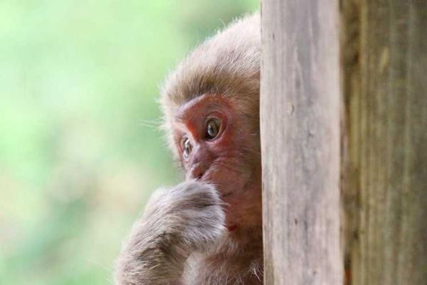 34岁属狗的人生运势解析：探秘你的命理与性格之道