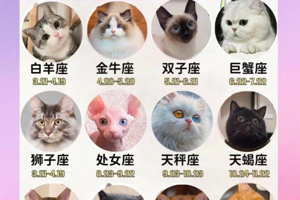探秘十二星座：属性与命运的奇妙联系
