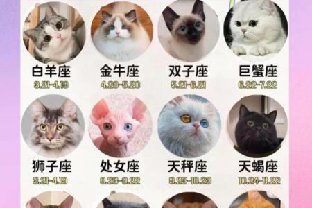 探秘十二星座：属性与命运的奇妙联系