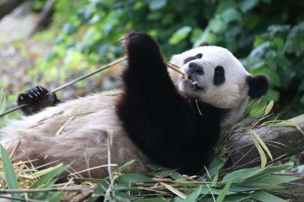 揭秘：哪些动物的命比熊猫更贵重？