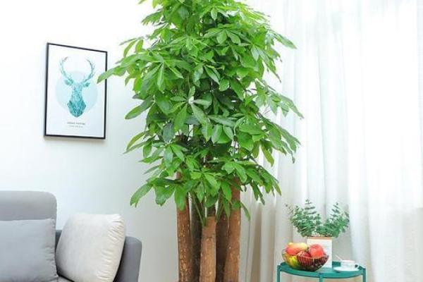 大林木命的人适合摆放哪些风水植物？