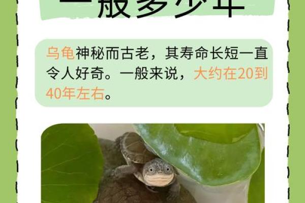 探秘乌龟长寿之谜：它的生命密码是什么？