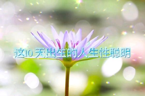 1999年属什么命？探索男生的命理与人生之路