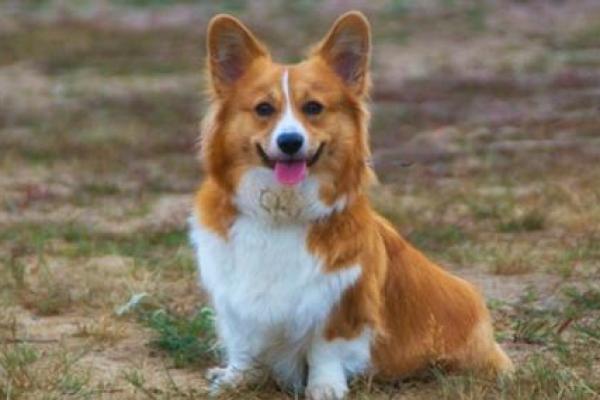 探讨属狗者的命运特征及其人生旅程